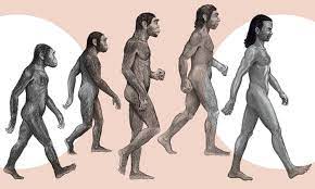 Why do Humans Have Hair?